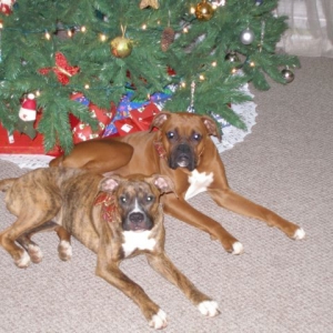 they are trying to be nice!