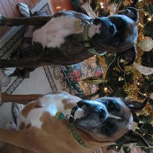 Christmas 2006 1