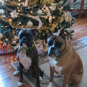 Christmas 2006 2