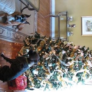 another christmas pic
