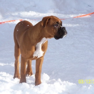 Belle in snow