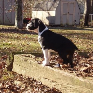 oh its a puppy