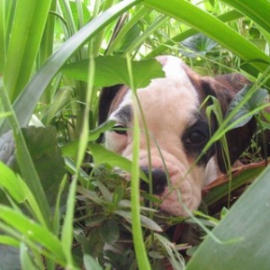 Winnie - 8 weeks