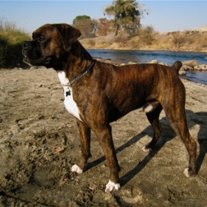 Yoda @ Kern River