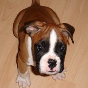 Spanky