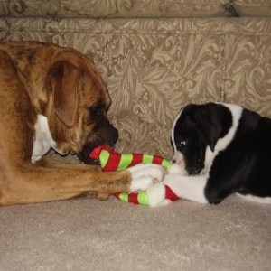 playing with the new pup