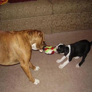 a game of tug of war