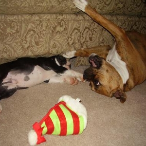 having some puppy fun