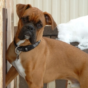 Lewis - 8 months