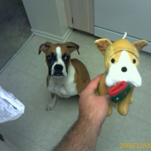 Boxer Dog....Boxer Toy