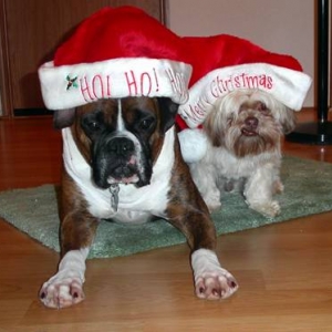 Happy Holidays from Rosco and Moe