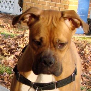 Ginger at  21 Months Old.