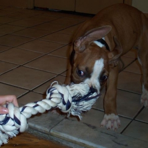 tug a war