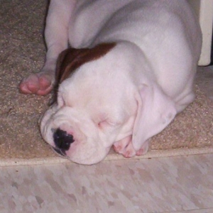 AtiPuppy