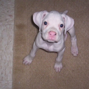 ManiPuppy
