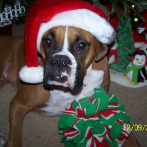 Santa Boxer