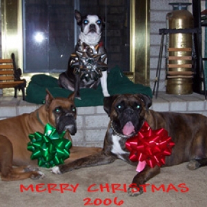 PIC_1_XMAS_2006_DOGS