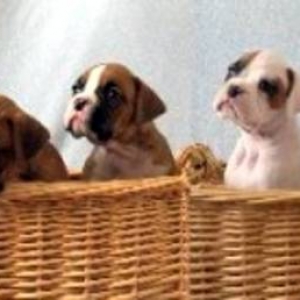 Terramoto with his littermates