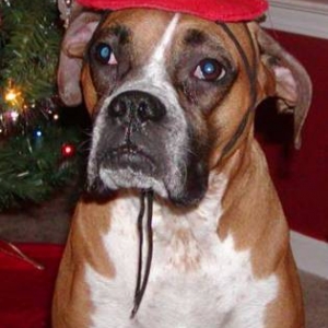 Roxy and the Christmas hat.