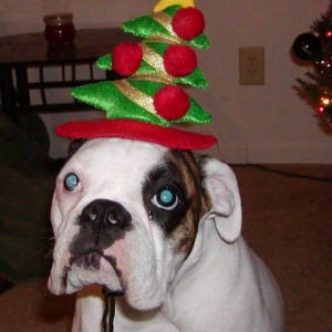 Payton and the Christmas hat!