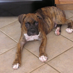 Moab at 4 Months