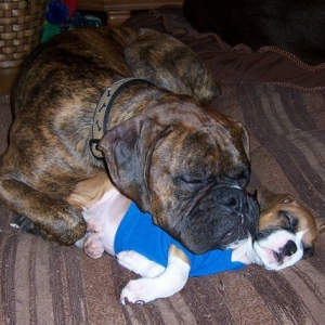 Max and Abby sleeping