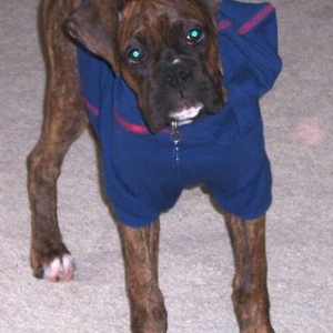 Max & his hoodie