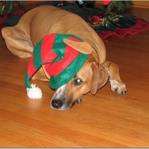 The Sad Elf