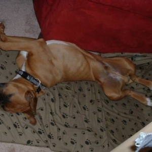 I love my new bed!