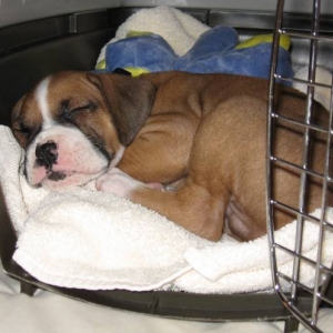 Sleepy Puppy