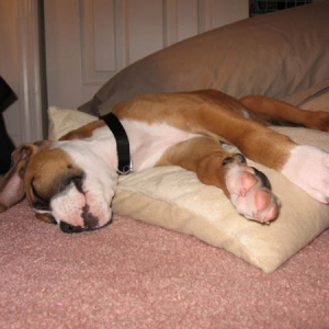 Harley 10 Weeks