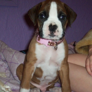 C.J. (I know, pink collar)