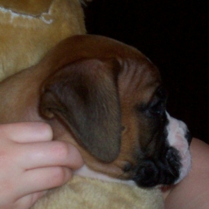 C.J. (our newset boxer baby)