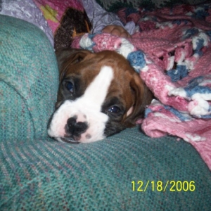 C.J. (8 wks)