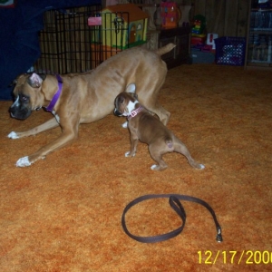 Sophie (9 mo) C.J. (8 weeks)