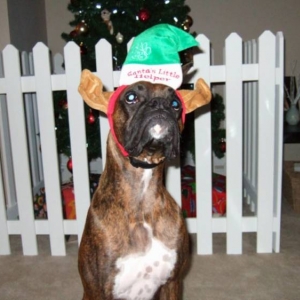 Santa's little helper.
