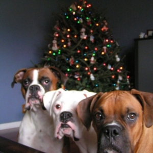 Duke, Tyson and Little Bit