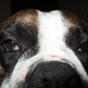 Hello, my name is Allidan!