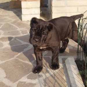 Phoebe at 7 weeks