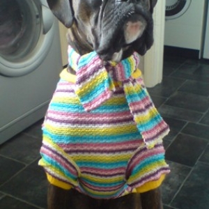 Elvis in his winter jumper!