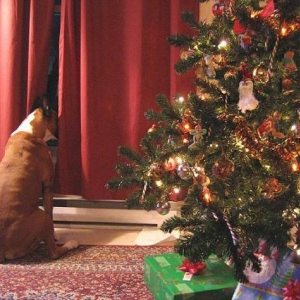 I_Think_I_See_Santa_Paws