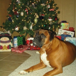 Oscar by the Christmas tree 2006