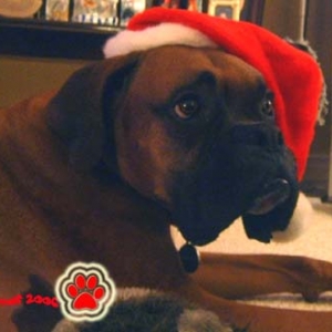 Merry Christmas from Harley