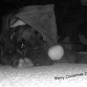 Harley-xmas-2006