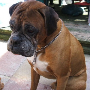 Harvey, summer 2006