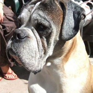 Buster summer 2006