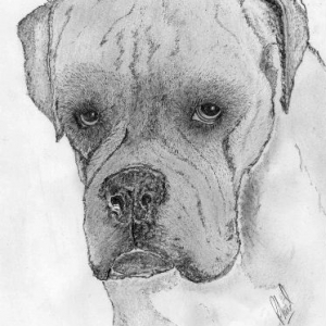 Harvey in Pencil 2006