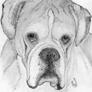 Buster in Pencil 2006