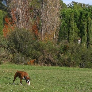 Sniffer dog