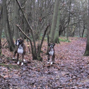 in the woods